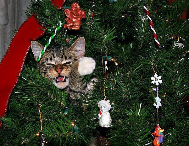 Un joli chat regardant des branches de sapin d'un arbre de Noël comme un vrai félin de savane